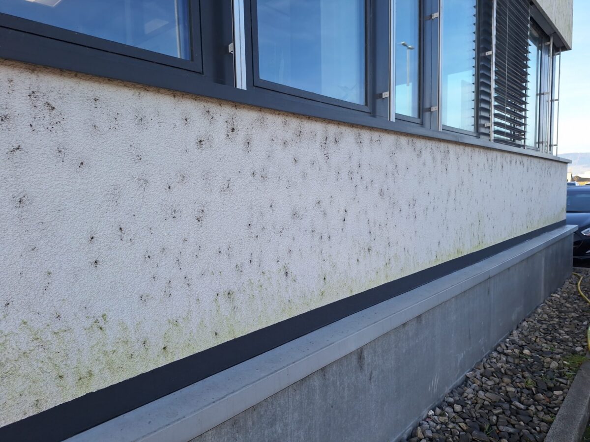 Vue rapprochée d'une façade couverte de toiles d'araignée et d'algues, avant nettoyage Vue rapprochée d'une façade couverte de toiles d'araignée et d'algues, avant nettoyage